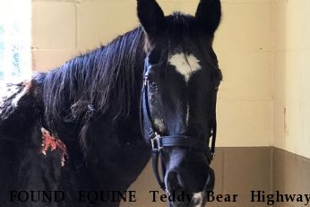 FOUND EQUINE Teddy Bear Highway,  Near Newberry, FL, 32641
